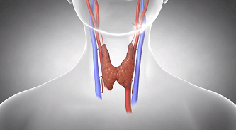 Structura și fiziologia glandei tiroide
