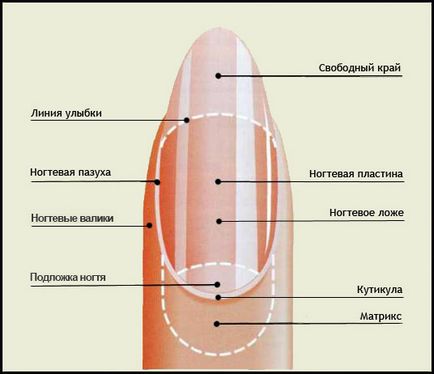 Structura și structura unghiilor