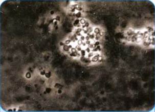 Структура бактеріальної клітини