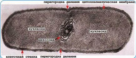 Structura unei celule bacteriene