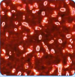 Structura unei celule bacteriene