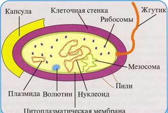 Структура бактеріальної клітини