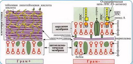 Structura unei celule bacteriene