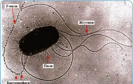 Structura unei celule bacteriene