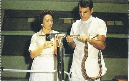 Soarta șarpelui ca om de știință de lungă durată a supraviețuit 172 de muscaturi de șerpi otrăviți