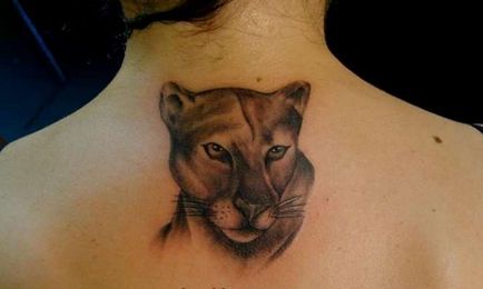 Tattoo puma fontos a lányok és a fiúk, fotók, vázlatok tetoválás puma
