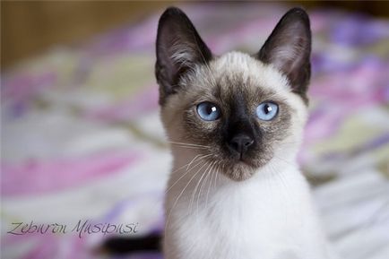 Тайські кошенята розплідника - musipusi