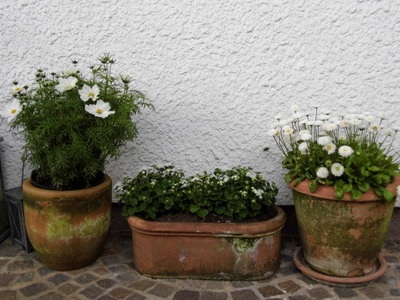 Vase de flori din teracotă pentru îngrijirea adecvată - hd interior