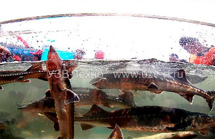 Tehnologia cultivării peștelui în Uz