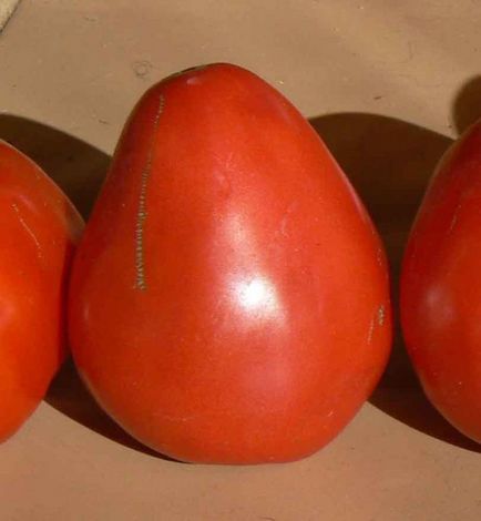 Tomato 