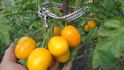 Tomato de barao descriere a gradului, caracteristici, video