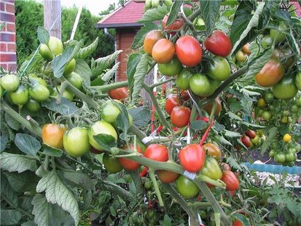 Tomato de barao descriere a gradului, caracteristici, video