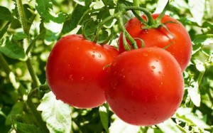Tomato este o iubita roscata, sezonul de vara
