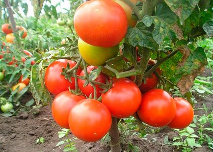 Tomato preferat lângă Moscova отзывы фото