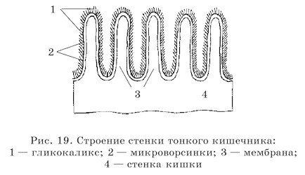 Intestine subțire