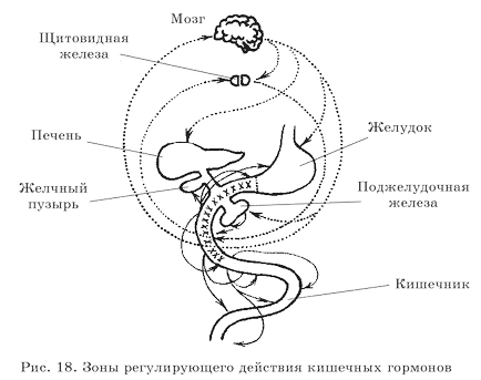 Intestine subțire