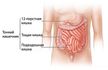 Тонкий кишечник будова і функції, вироблення ферментів