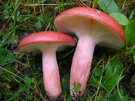 De asemenea, ciuperci russula, aproape de foc