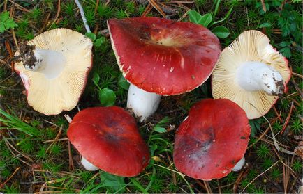 De asemenea, ciuperci russula, aproape de foc