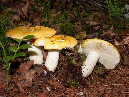 De asemenea, ciuperci russula, aproape de foc