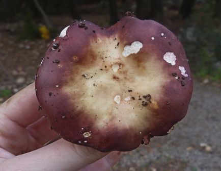 De asemenea, ciuperci russula, aproape de foc