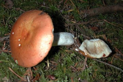 De asemenea, ciuperci russula, aproape de foc