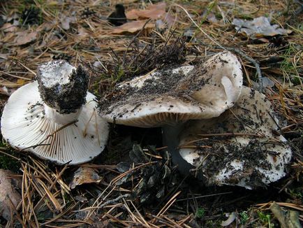 Теж гриби сироїжки, біля багаття