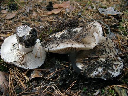 De asemenea, ciuperci russula, aproape de foc