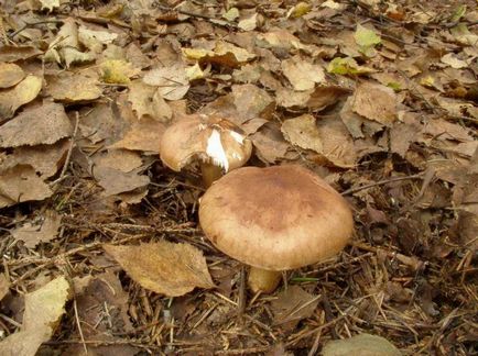 De asemenea, ciuperci russula, aproape de foc