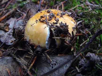 De asemenea, ciuperci russula, aproape de foc