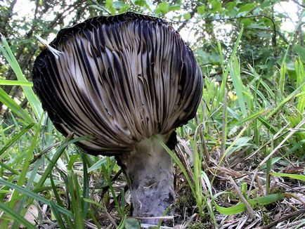 De asemenea, ciuperci russula, aproape de foc