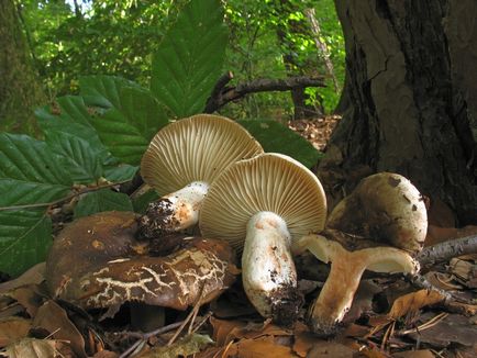 De asemenea, ciuperci russula, aproape de foc