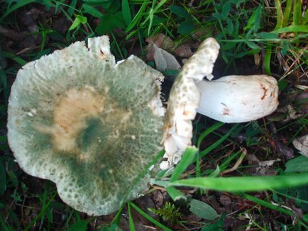 De asemenea, ciuperci russula, aproape de foc