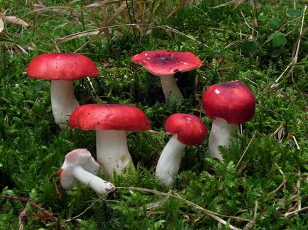 De asemenea, ciuperci russula, aproape de foc