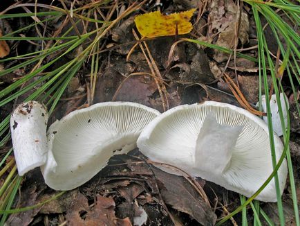 De asemenea, ciuperci russula, aproape de foc