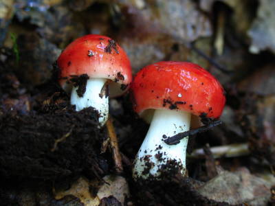 De asemenea, ciuperci russula, aproape de foc