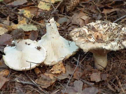 De asemenea, ciuperci russula, aproape de foc