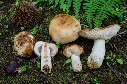 De asemenea, ciuperci russula, aproape de foc