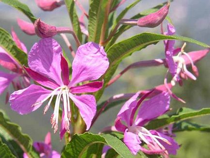 Herb tea ceai proprietatile medicinale si contraindicatii