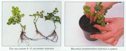 Trei moduri de trandafiri de reproducere, 6 hectare