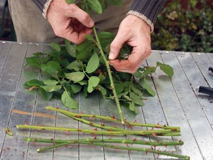 Trei moduri de trandafiri de reproducere, 6 hectare