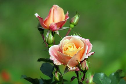 Trei moduri de trandafiri de reproducere, 6 hectare
