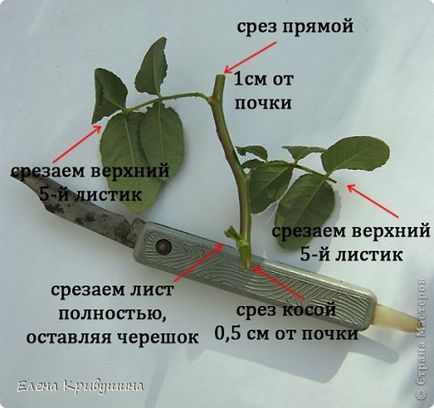 Trei moduri de trandafiri de reproducere, 6 hectare