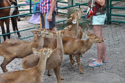 Nong Nooch Tropical Garden Pattaya fotó, hogyan lehet eljutni