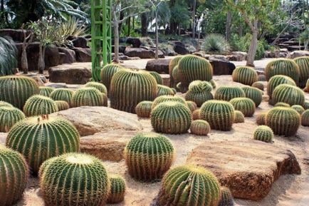 Grădină tropicală nong nuch în pattaya fotografie cum să obțineți