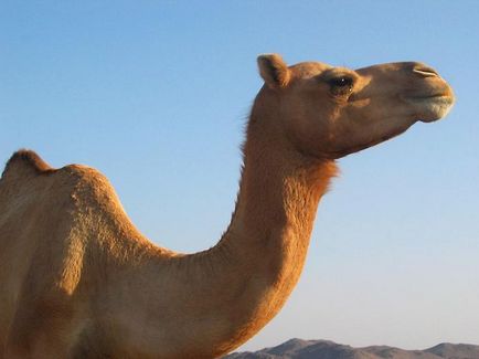 Дивовижні факти про верблюдів - таємні світи