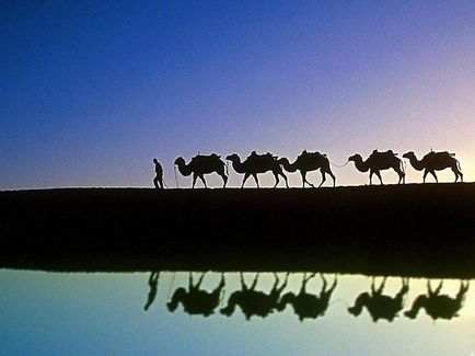 Дивовижні факти про верблюдів - таємні світи