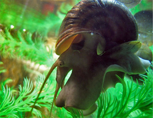 Равлики в акваріумі, види, зміст, розмноження