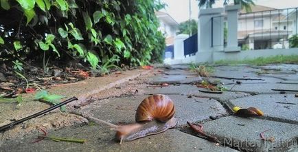 Равликову косметика без парабенів - snail fuji, корея