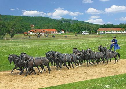 Lovak is megvan a szabadság! Fair iparosok - kézzel készített, kézzel készített